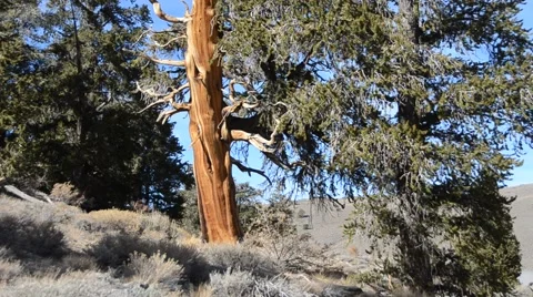 Ancient Bristlecone Pine Forest Stock Footage 45970915