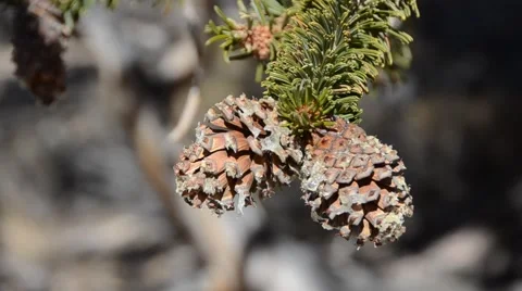 Ancient Bristlecone Pine Forest, pines Stock Footage 45970822