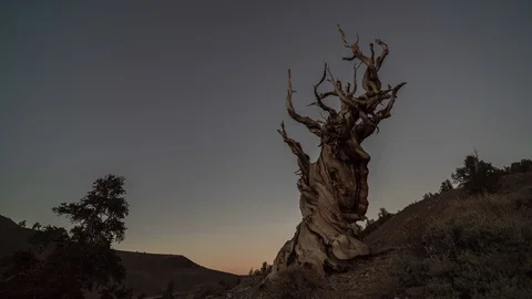 Ancient Bristlecone Pine Forest Tree Sunset Milky Way Starry Night Time Lapse Video stock 98276011