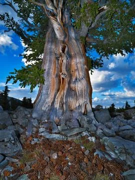 ANCIENT BRISTLECONE PINE Stock Photos