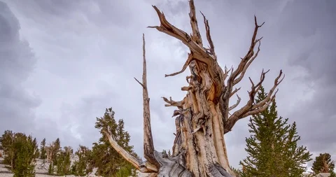 Ancient Bristlecone Pine Tree during storm (MOTION CONTROLLED TIMELAPSE) Stock-Footage 96222152