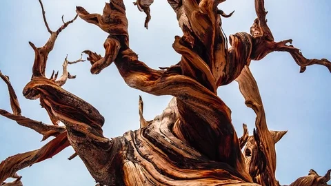 Ancient Bristlecone Pine Tree Stock Footage 80814672