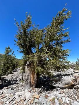Ancient Bristlecone Pine tree in Great Basin National Park Stock Photos