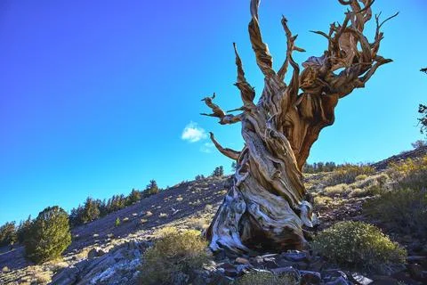 Ancient Bristlecone Pine Tree in White Mountain Wilderness with Clear Blue Sky Foto stock