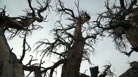 ANCIENT BRISTLECONE TREE 3 Stock Footage 10789865