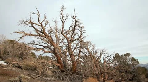 ANCIENT BRISTLECONE TREE 4 Stock Footage 10789713