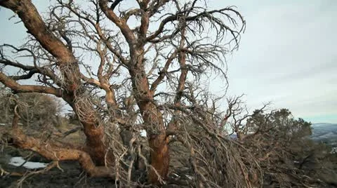 ANCIENT BRISTLECONE TREE 5 Stock Footage 10789574