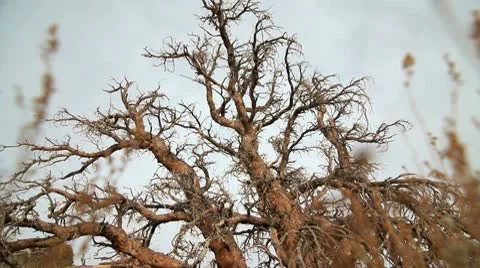 ANCIENT BRISTLECONE TREE 6 Stock-Footage 10789446