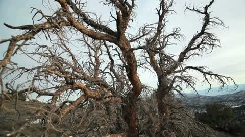ANCIENT BRISTLECONE TREE 7 Stock Footage 10789428