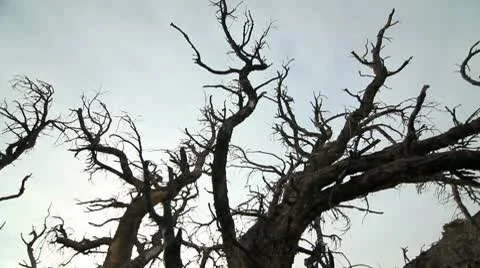 ANCIENT BRISTLECONE TREE Stock Footage 10790051