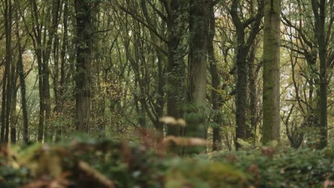 Ancient British dense forest tilt 库存影片 118260482