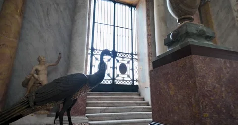 Ancient Bronze Peacock in Braccio Nuovo at the Vatican Museums Stock Footage 345146830