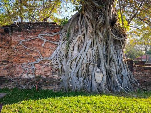 Ancient Buddha head in the roots tree Stock Photos