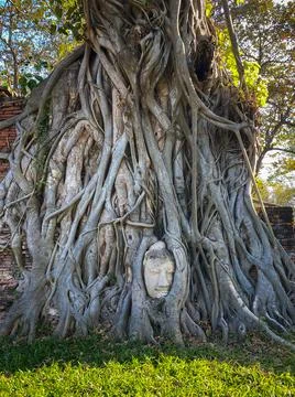Ancient Buddha head in the roots tree Stock Photos