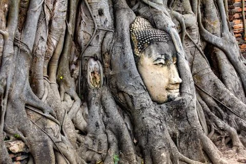 Ancient Buddha head in tree roots at Wat Mahathat in Ayutthaya historical park Stock Photos