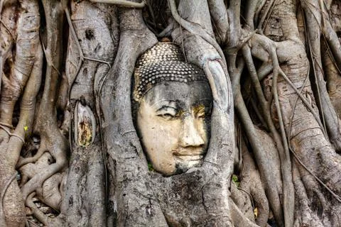 Ancient Buddha head in tree roots at Wat Mahathat in Ayutthaya historical park Stock Photos
