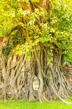 Ancient Buddha head in tree roots at Wat Mahathat in Ayutthaya historical par Stock Photos