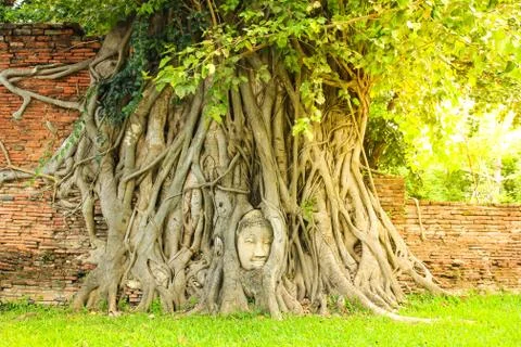 Ancient Buddha head in tree roots at Wat Mahathat in Ayutthaya Stock Photos