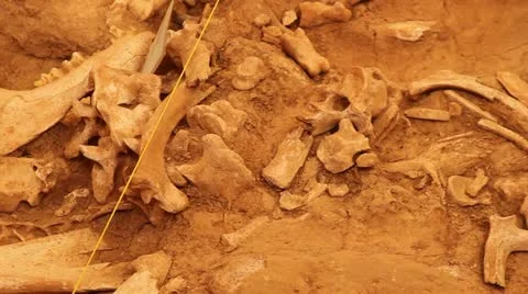 Ancient Buffalo bones CS buffalo jump Stock-Footage 11840115