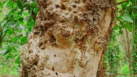 Ancient Burl Covered Tree Trunk With Ivy in Spring Woodland Video stock 337005287