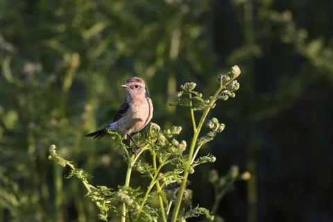 The ancient camera Foto stock