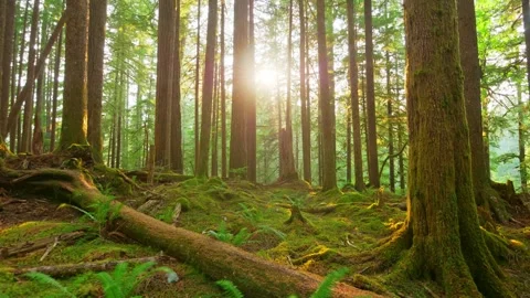 Ancient Canopy: Temperate Rainforest 動画素材 339273557
