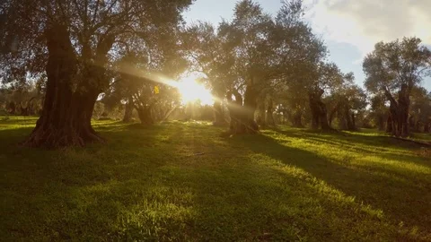 Ancient centuries-old olive garden is sleeping under the evening sun in the Stock Footage 81630646