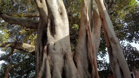 Ancient centuries-old tree in Sanremo Stock Footage 253348389