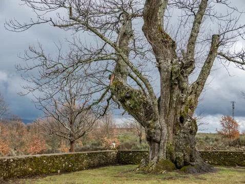 Ancient chestnut tree Stock Photos