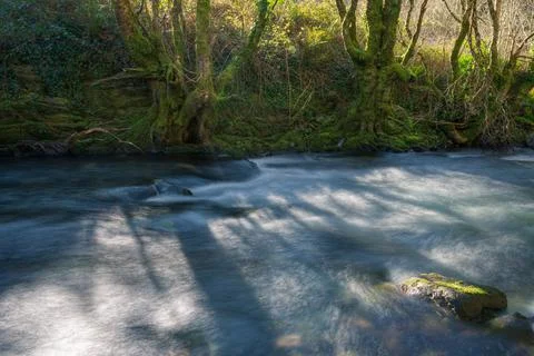 Ancient chestnut trees next to the cold winter waters of a river Stock Photos