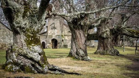 Ancient chestnut trees in a row and old chapel Stock Photos