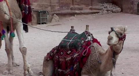 Ancient city of Petra. Jordan. Two camels are waiting for tourists. Vintage. Stock Footage 149300372