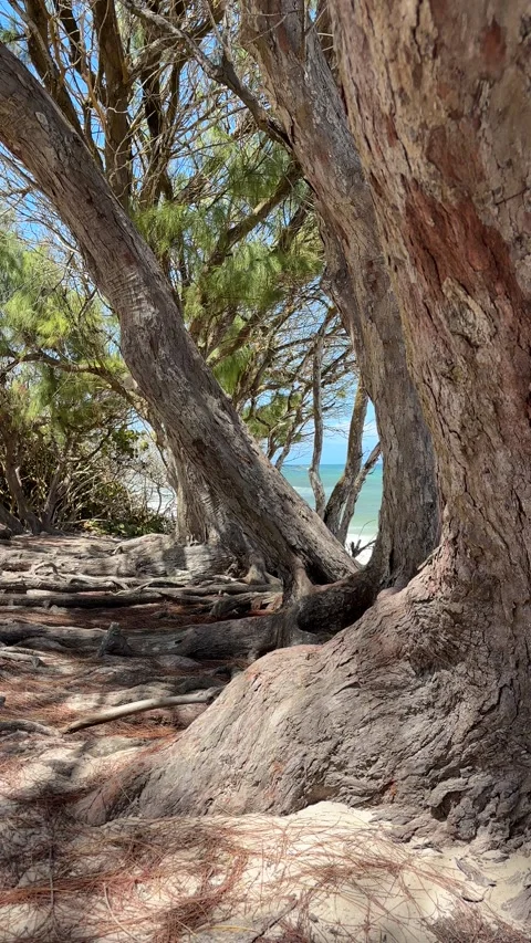 Ancient coastal casuarina trees framing turquoise Caribbean sea, Barbados Stock-Footage 336978968