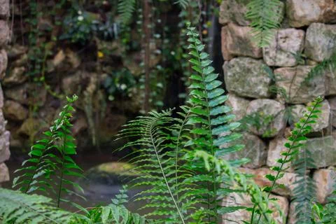 Ancient column in the jungle Stock Photos