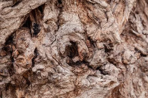 Ancient conifer tree bark with large eye shaped knots Stock Photos