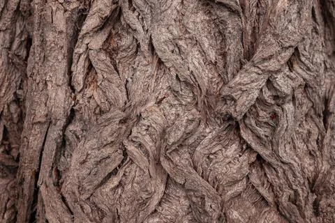 Ancient conifer tree bark with large eye shaped knots Stock Photos