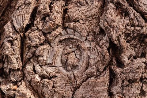 Ancient conifer tree bark with large eye shaped knots Stock Photos
