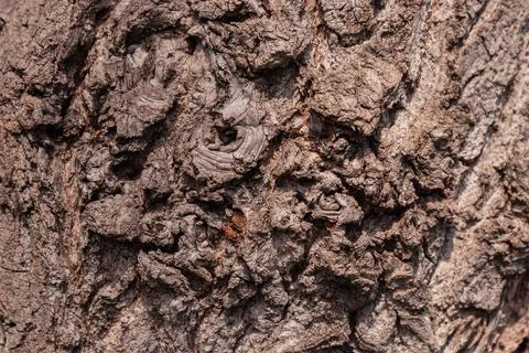 Ancient conifer tree bark with large eye shaped knots Stock Photos