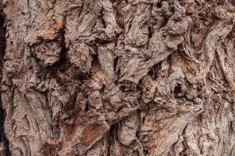 Ancient conifer tree bark with large eye shaped knots Stock Photos