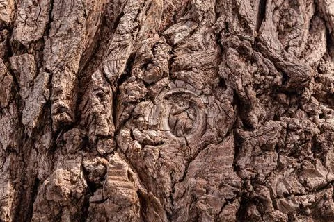 Ancient conifer tree bark with large eye shaped knots Stock Photos