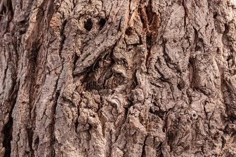 Ancient conifer tree bark with large eye shaped knots Stock Photos