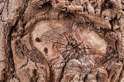 Ancient conifer tree bark with large eye shaped knots Stock Photos