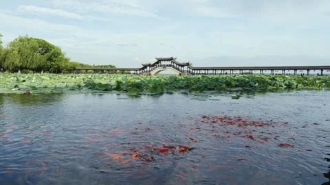 Ancient covered bridge over lotus pond with koi fish in Jinxi water town, Suzhou Stock Footage 345811204