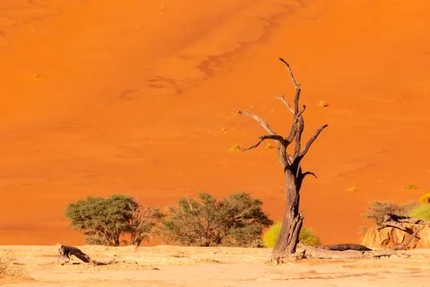 Ancient dead tree in Deadvlei, Namibia in front of red sand dune Stock Photos