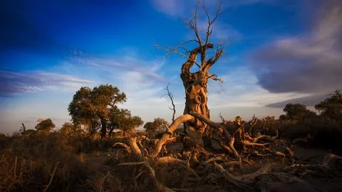 Ancient Dead Tree in Dramatic Desert Landscape at Sunset Stock Photos