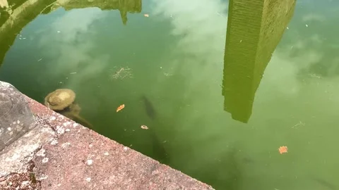 Ancient design Stock Footage 157755551