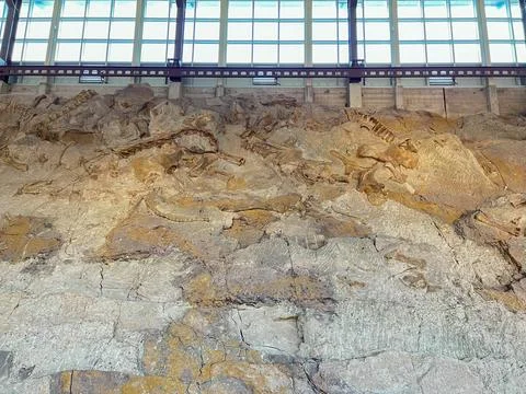 Ancient Dinosaur bones embedded in rock in an exhibit at Dinosaur National .. Stock Photos