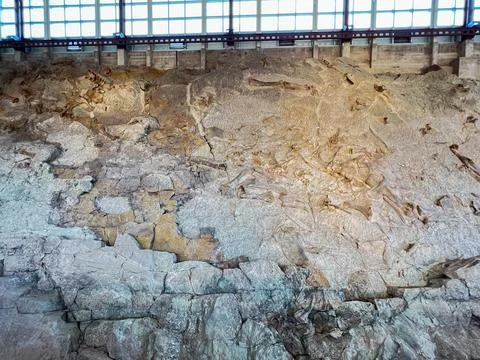 Ancient Dinosaur bones embedded in rock in an exhibit at Dinosaur National .. Stock Photos