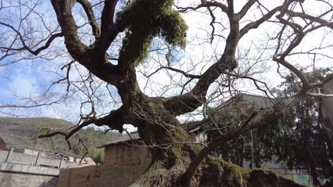 Ancient dragon-shaped old tree in a Village Stock Footage 338153663