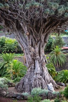 Ancient Dragon Tree Stock Photos